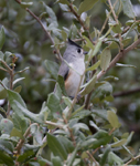 Black-crested Titmouse 5520